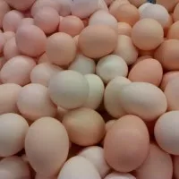 Telur Ayam Kampung (Arab) Natural / Egg 10 pcs