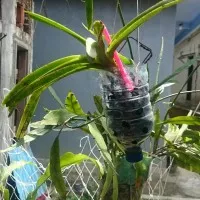 Vanda tricolor gurung slamet