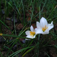 Tanaman Bunga Tulip | Tanaman Kucai Tulip | Tanaman Rain Lily