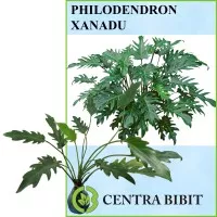 Tanaman Philodendron Xanadu