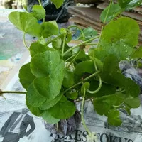 Bibit daun pegagan/tanaman pegagan (obat herbal)