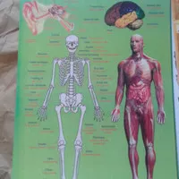 poster anatomi kerangka manusia