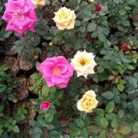 Grosir Bibit Tanaman bunga Mawar Mix (10pc/kg)