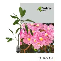 Bibit Tanaman Hias Bunga Tabebuia Pink Rosea