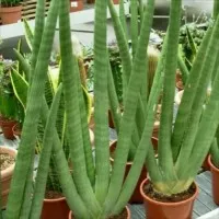 tanaman sansevieria tombak cylindrica bojer