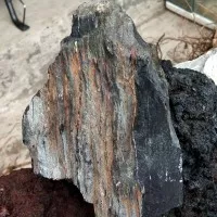 Batu Fosil Kayu Hitam untuk Aquascape