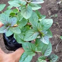 tanaman herb daun chocolate mint