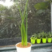 Tanaman Sansevieria sp / Cylindrica bojer