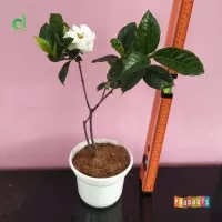Tanaman melati kaca piring / Gardenia augusta
