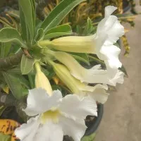 Benih / Biji / Seed Bunga Adenium Obesum Putih / Kamboja Jepang