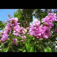 Bibit pohon bungur/bibit bunga bungur/bunga bungur