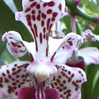 vanda tricolor