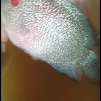 ikan louhan