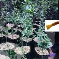 jual bibit pohon siwak murah unggul Bibit Berkwalitas