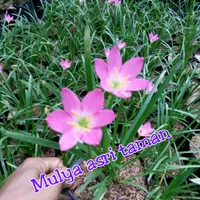 pohon/tanaman hias kucai bunga pink/ tanaman rain lily bunga pink