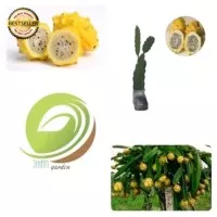 bibit tanaman buah naga kuning/pohon buah naga kuning/dragon fruit