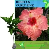 Tanaman Hibiscus Curly Pink