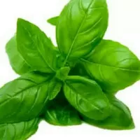 Basil leaves daun basil daun selasih