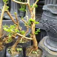 Bibit Bonsai Sancang