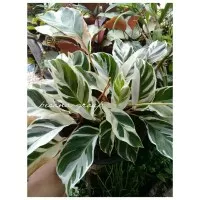 calathea fushion white/ white fushion/meranti tissue/calatea