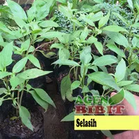 Bibit Tanaman Selasih - Daun Selasih Herbal - Pohon Obat Basil