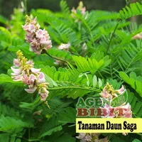 Bibit Tanaman Saga - Pohon Saga - Daun Herbal Saga Rambat