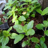 Bibit tanaman herbal cincau hitam