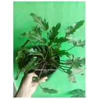philodendron xanadu mini philo gergaji tanaman hias tanaman indoor