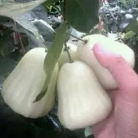 bibit jambu air madu susu