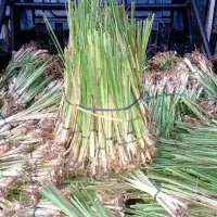 rumput vetiver 1kg (70-80btg) - akar wangi - Rumput pencegah longsor