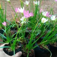Tanaman Hias Bunga Lily Hujan atau Pohon Bawang Bawangan Kucai Bakung