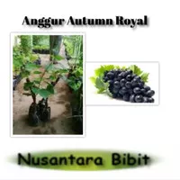 Bibit Anggur Autumn Royal Seedless