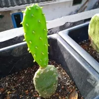 Bibit kaktus centong Kecil