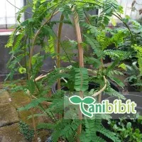 Paket 4 pcs Bibit Pohon Daun Saga - Saga Rambat