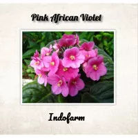 Tanaman Bibit Pink African Violet