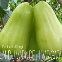 Bibit Buah Jambu Air Madu Delhi Varigata rasa buah manis Tambulanpot