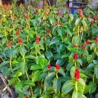 tanaman pacing pentul - bunga merah - pacing pentul
