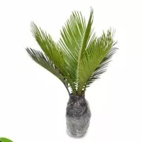 bibit palm sikas - pohon palem sikas - palm sikas