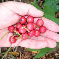 Bibit Pohon Seri Kersen - Buah Cheri Kersen - Tanaman Buah Talok