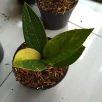 Tanaman anthurium hookeri variegata/hokeri varigata/antorium parigata