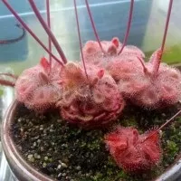 Drosera Burmanii Humpty Doo ( Tanaman Hidup / Bukan Biji )