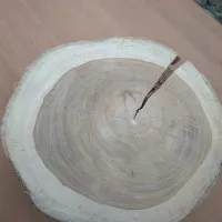 wood slice 18-19 cm / kayu jati retak