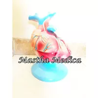 Manekin / Torso Kerangka Anatomi Model Jantung Manusia