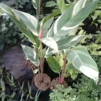 tanaman hias pisang varigata - elicornia varigata