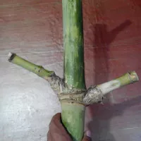Bambu pring patil lele asli alami istimewa