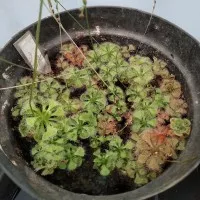 Tanaman Karnivora Drosera Burmanii