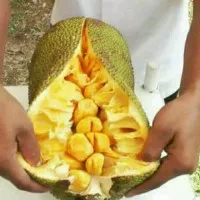 @_# Bibit Tanaman Buah Nangkadak(Nangka Cempedak) #_#