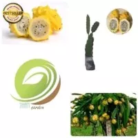 Dm1 Bibit Tanaman Buah Naga Kuning/Pohon Buah Naga Kuning/Dragon Fruit
