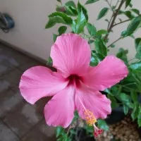 tanaman hibiscus/ kembang sepatu pink