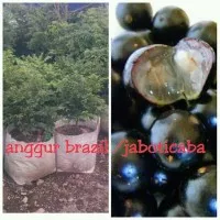 Bibit tanaman Anggur Brazil anggur batang (150Cm bercabang banyak)